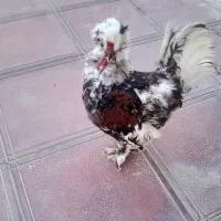 فروش مرغ و خروس