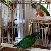 یک جفت گرینچیک هشت ماهه