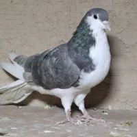 کبوتر دمگیر سنجابی