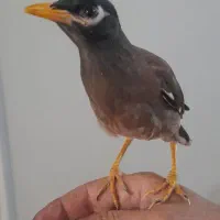 مرغ مینا