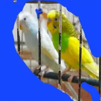 مرغ عشق سالم و سرحال|پرنده|اهواز, کوی مندلی(سه راه خرمشهر)|دیوار