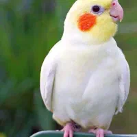 عروس هلندی پیدا شده