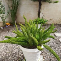 گل دم روبا|گل و گیاه طبیعی|خمام, |دیوار