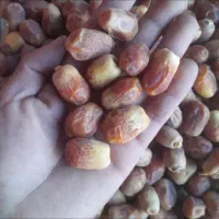 قصب گوشتی وتازه امسال