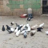پرنده