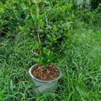 یاس جعبه ۴۰