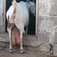 بزپاکستانی