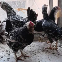 تخم مرغ گلیم|حیوانات مزرعه|تهران, سنگلج (شاپور)|دیوار