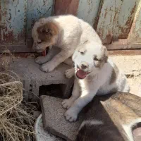 توله نر