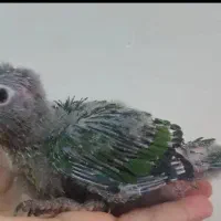 جوجه گرینچیک نر