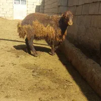 بره نرهترو کیلویی ۸۵۰