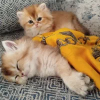 بریتیش لانگ هیر NY11 NY12