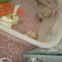 آکواریوم و حلزون|ماهی|صحنه, |دیوار