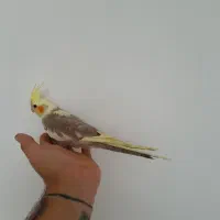 جوجه عروس هلندی