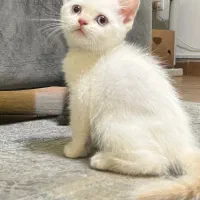 بریتیش شورت هیر رد پوینت نر دوماهه