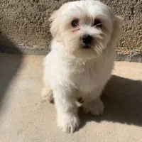 واگذاری سگ|سگ|بجنورد, |دیوار