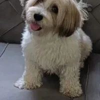 واگذاری سگ نژاد شیدزو