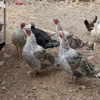 بوقلمون