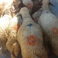 گوسفند‌و‌بز