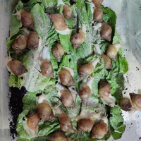 فروش حلزون آفریقایی|خزنده|کرج, باغستان|دیوار