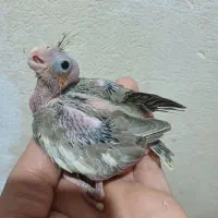 جوجه سرلاکی عروس هلندی سالم وسرحال|پرنده|گرگان, |دیوار