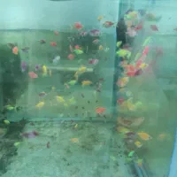 جشنواره ماهی کالر جشنواره