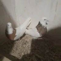 طوقی زردخالدار