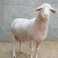 نیرو کارگری دام داری