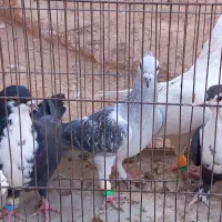 چهار تا کفتر شکار|پرنده|رفسنجان, |دیوار