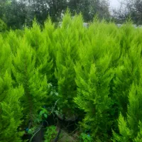 کاج لاوسون طلایی و یاس هلندی و شمشاد طلایی گلدونی|خدمات باغبانی و درختکاری|قائمشهر, |دیوار