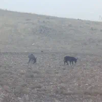 شیر خر|خوردنی و آشامیدنی|اهر, |دیوار