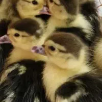 اردک اسرائیلی با بچه