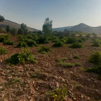 فروش باغ ثمری بر جاده اصلی روستای بردج قابل معاوضه|فروش زمین و ملک کلنگی|شیراز, نصر|دیوار