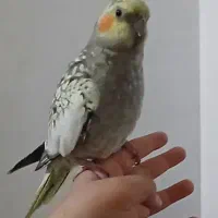 عروس هلندی گلباقالی