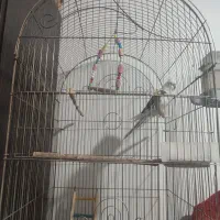 عروس هلندی به همراه تمام وسایل|پرنده|محمدشهر, محمدشهر|دیوار