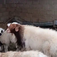 قوچ و بزغاله