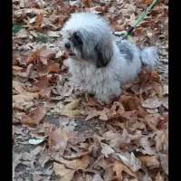 فروش و ارسال شیتزو