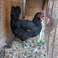 مرغ محلی اصل تخم گزار