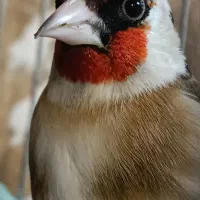 سهره سرسیاه عتیقه