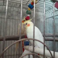 عروس هلندی مولد