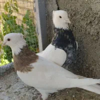 طوقی هفرنگ با جوجه