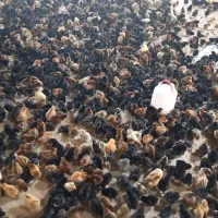 جوجه محلی 5روزه|حیوانات مزرعه|نیشابور, بلوار گلها|دیوار