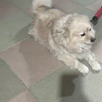 سگ خونگی پامرانین