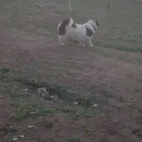 پاکوتا نر و ماده