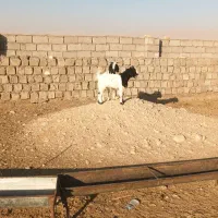 بزغاله|حیوانات مزرعه|دهلران, |دیوار