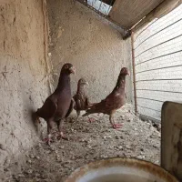 کبوتر|پرنده|گزیک, |دیوار