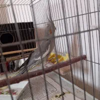 عروس هلندی تخم گذارن و یک جفت|پرنده|اهر, |دیوار