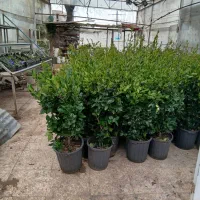 خدمات باغبانی احمدی سرویس درتمام نقاط تهران