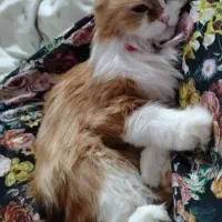 جفتگیری گربه