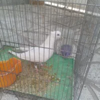 کبوتر دمبی ماده|پرنده|سبزوار, شرق کال شمالی|دیوار